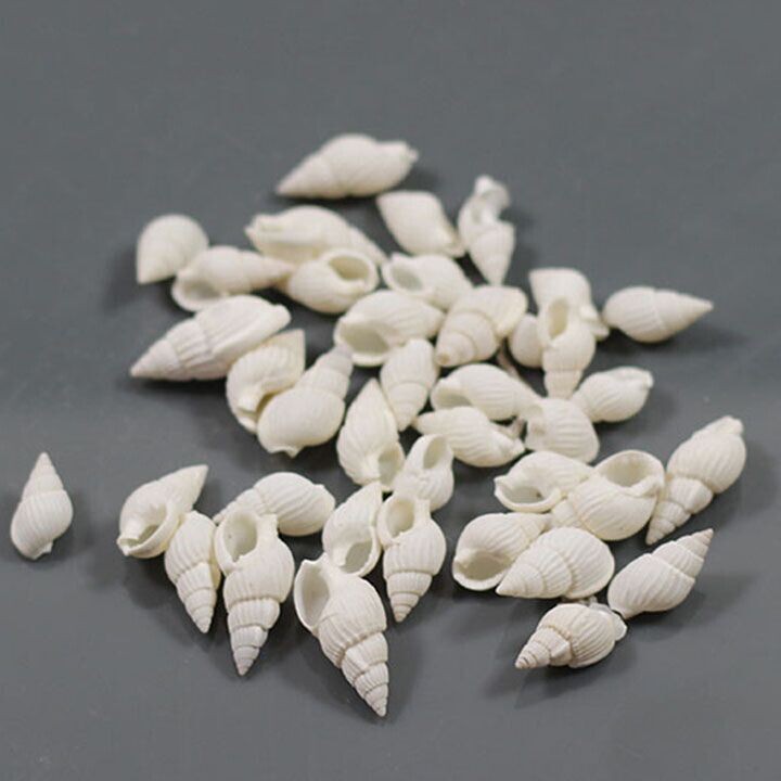 Caracoles de mar