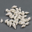 Caracoles de mar