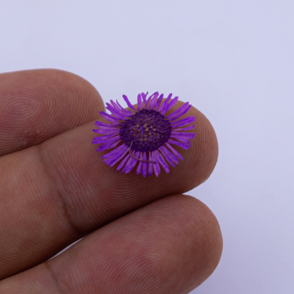 Flor seca 12 compartimientos
