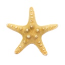 Estrella de mar para decoración