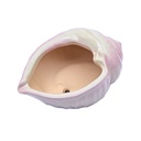 Maceta forma de caracol 9.5*7.5*1cm