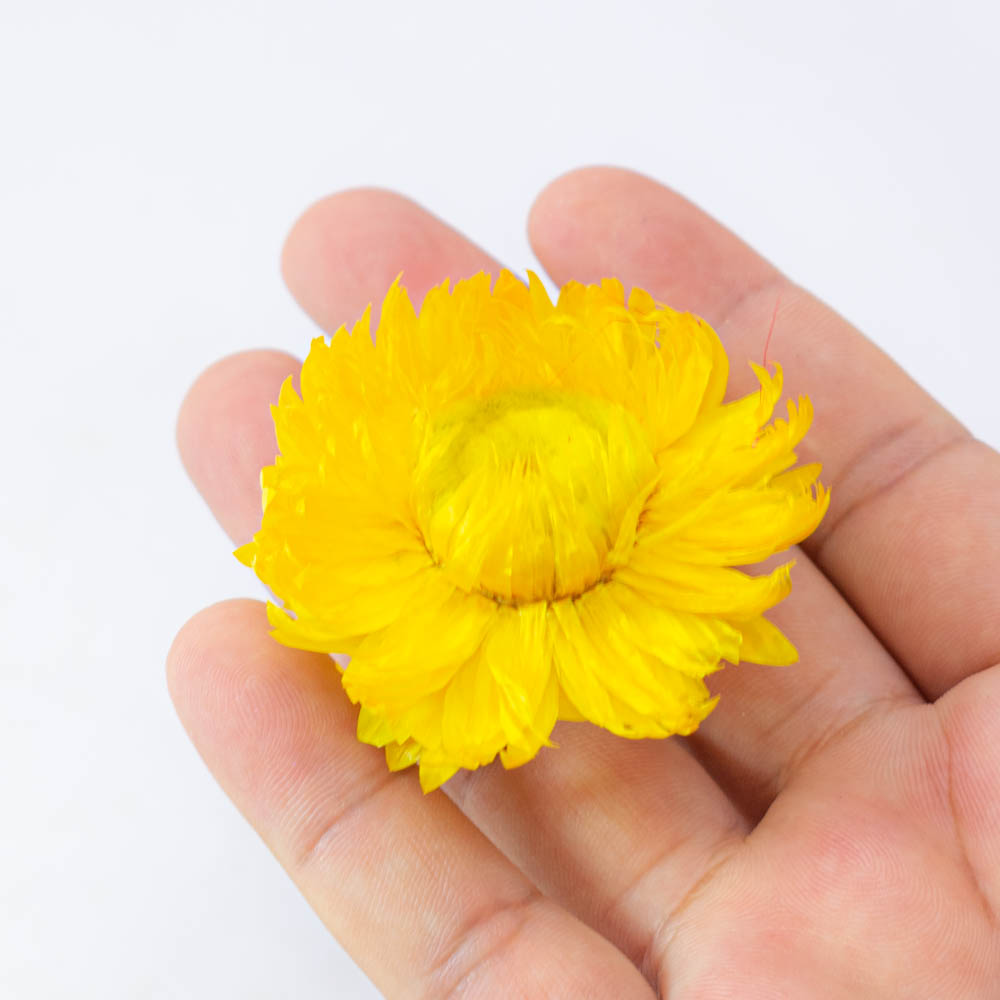 Flor seca de bricolage surtido
