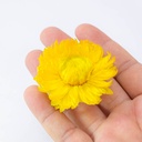 Flor seca de bricolage surtido