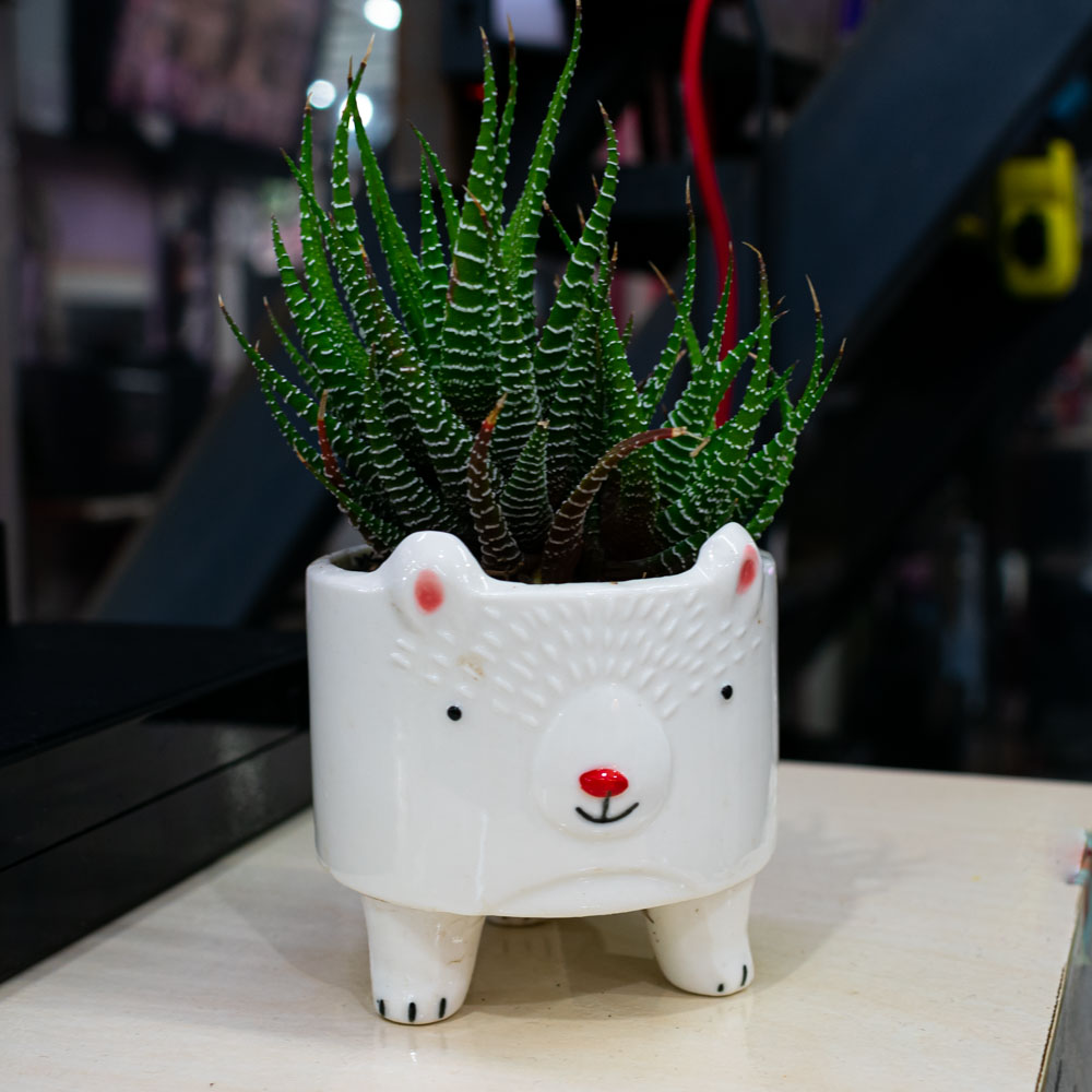 Maceta diseño de osito