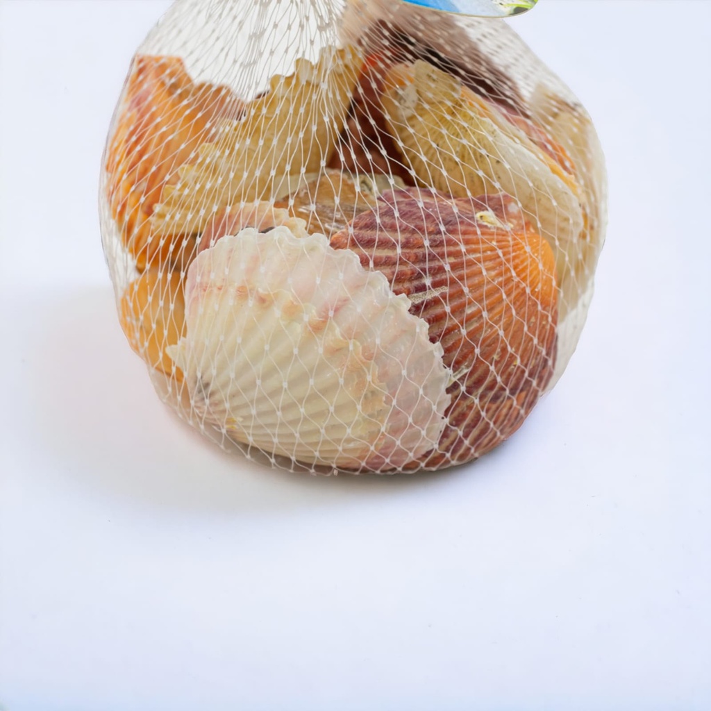 Caracol de mar surtido