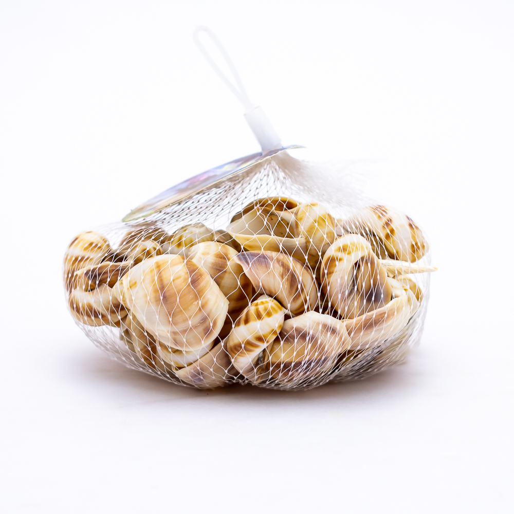 Caracol de mar