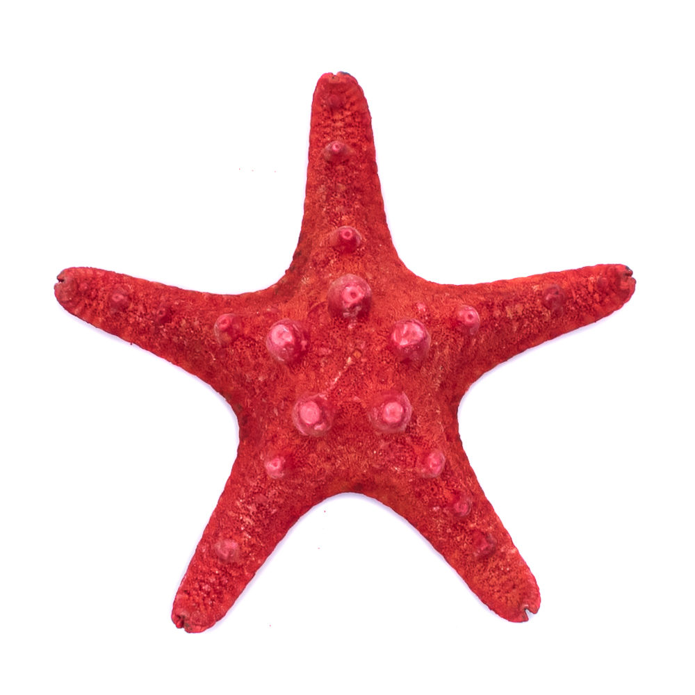Estrella de mar para decoración