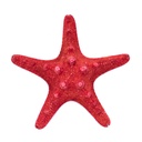 Estrella de mar para decoración