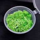Musgo verde en frasco
