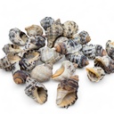 Caracol de mar para adorno