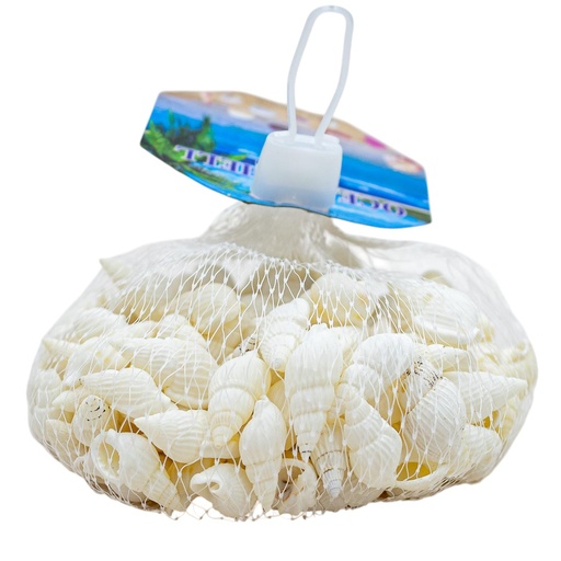 [60255] Caracoles de mar