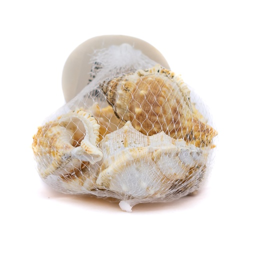 [60257] Caracol de mar