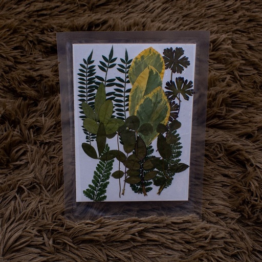 [F064] Flores seca tono verde