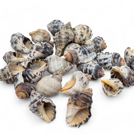 [60258] Caracol de mar para adorno